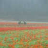 flower-conspiracy.jpg