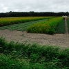 more-flower-fields.jpg