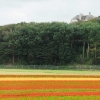 noordwijk-flower-fields.jpg
