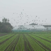 the-birds.jpg
