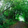 walking-track.jpg